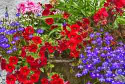 Colorful Flowers, County Cork Color Photography