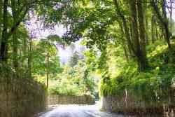 High Walls in Nature's Embrace, County Wicklow Color Photography