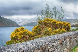 Landscape of Connemara, County Galway Color Photography