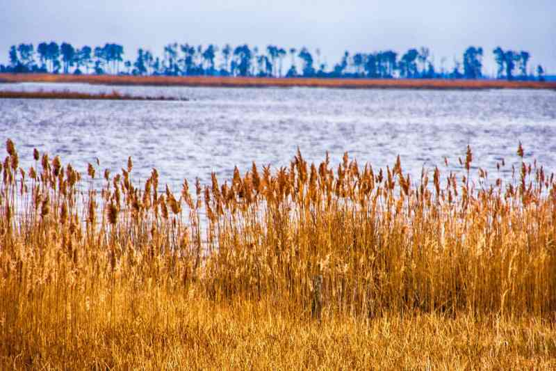 Serene Natural Landscape
