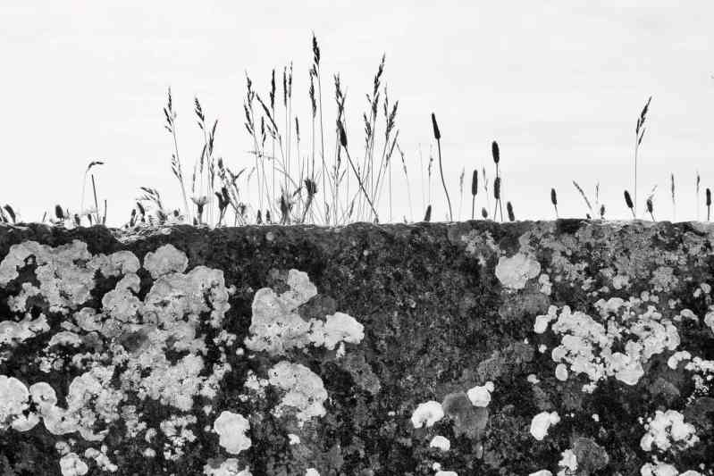 Clare Stone Wall, Ireland BW Canvas Prints