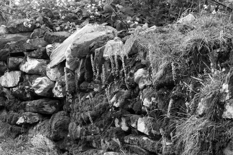Cork Stone Wall, Cork Black and White Prints
