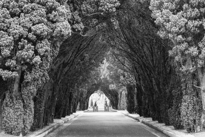 Yew Tree Pathway in Glasnevin, Dublin Black and White Prints
