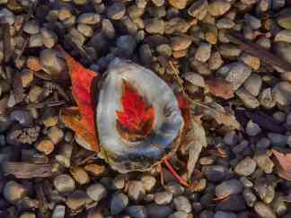 Red leaf on oyster shell, Talbot County Color Photography