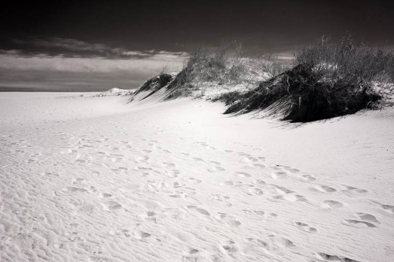 Assateague Island Footprints, Maryland Canvas Art Prints