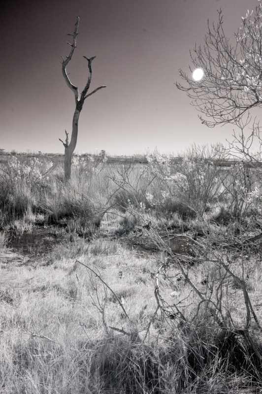Assateague Island Tree