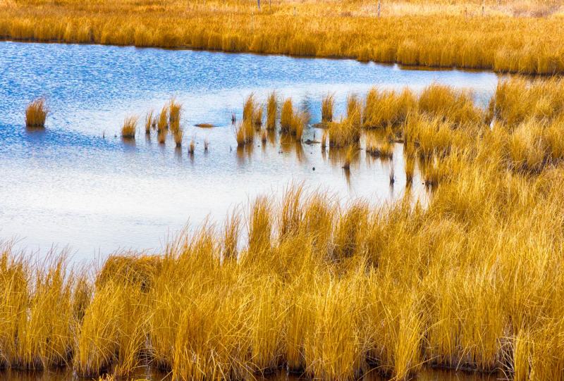 Dorchester Wetlands, Maryland Color Canvas Prints