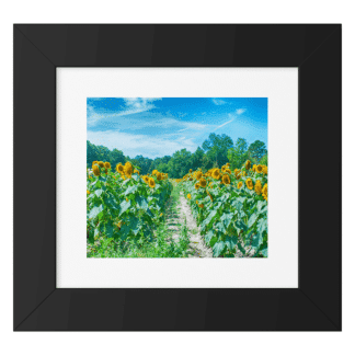 Framed Print Sunflower Field, Maryland Color Framed Prints