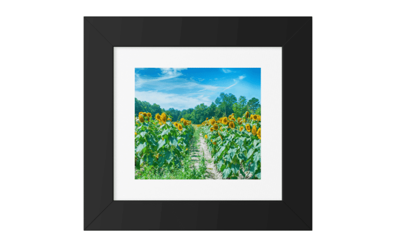 Framed Print Sunflower Field, Maryland Color Framed Prints
