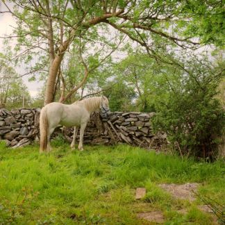 Horse visiting Aughnanure Castle, West of Ireland Canvas Prints