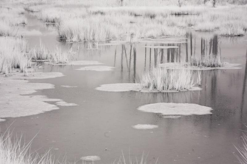 Lily Pads at Hoopers Island, Maryland Fine Art Prints