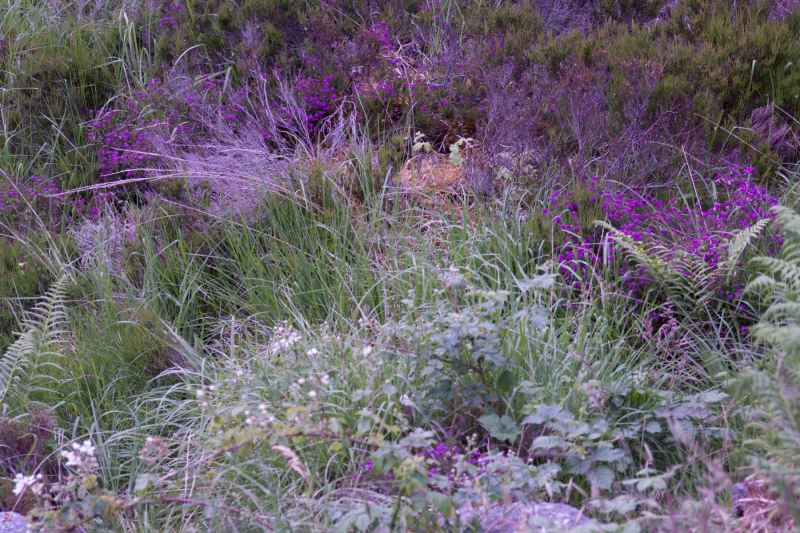 Nessie Heather, Scotland Color Canvas Prints