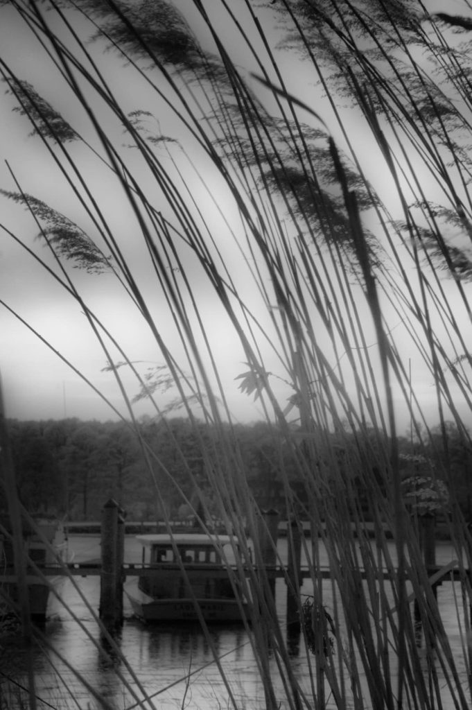 Reeds In Winter, Royal Oak