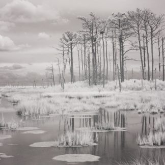 Saltwater Intrusion at Hoopers Island, Maryland Framed Art Prints