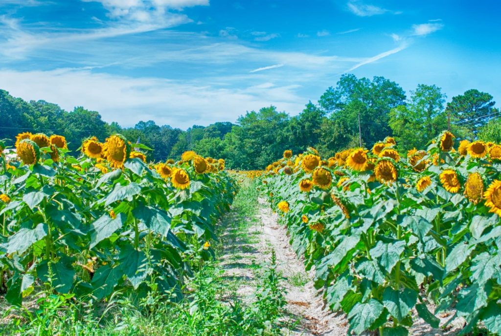 Sunflower Field