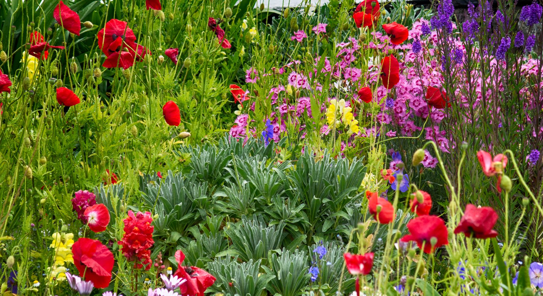 West Cork flowers, West Cork and Kerry Photography