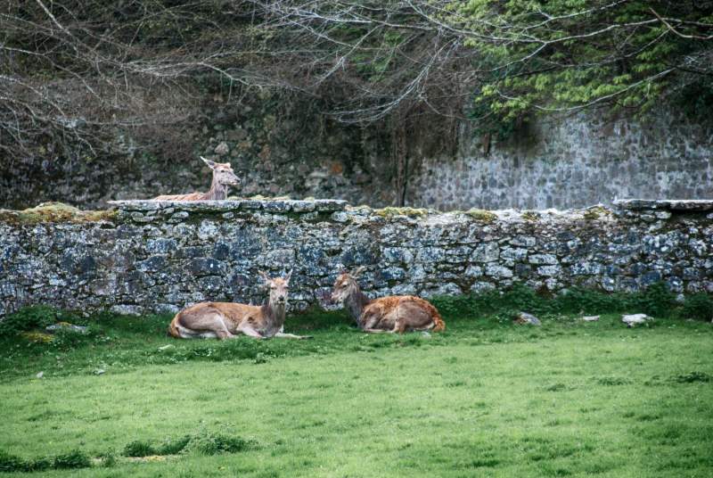 Wildlife Harmony, West of Ireland Color Photography