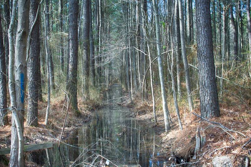 Wildlife Natural Refuge, Maryland Color Photo Prints