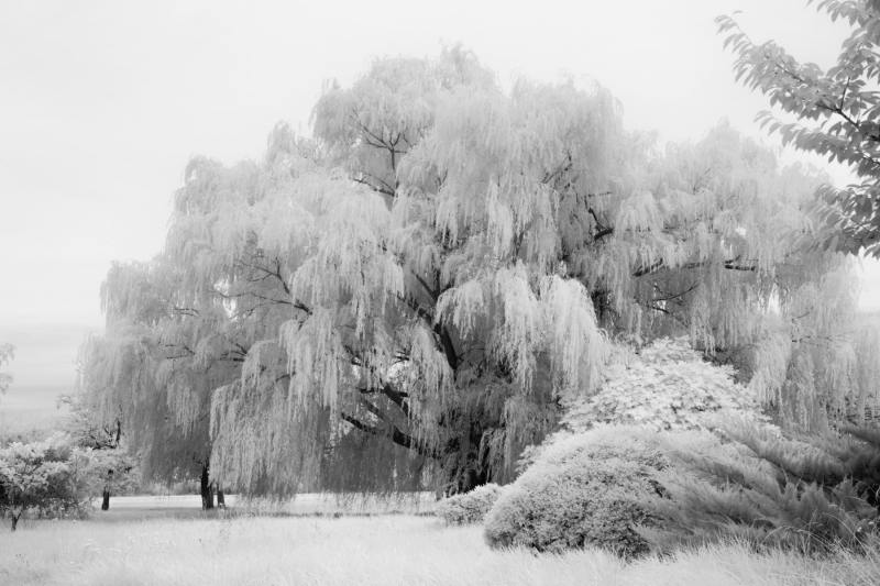 Willow Trees Tilghman Island, Maryland Fine Art Prints