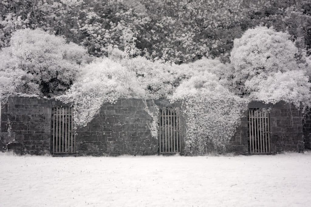 Coole Park Infrared Photography