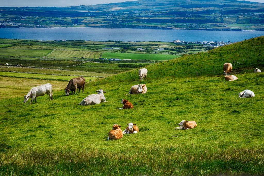 Cows Dotting the Burren Hills, green hills leading down to Liscannor Bay, near the Cliffs of Moher in the County Clare, Ireland SW Canvas Photography