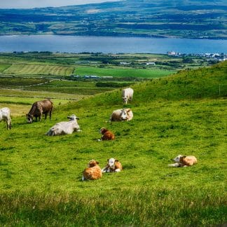 Cows Dotting the Burren Hills, green hills leading down to Liscannor Bay, near the Cliffs of Moher in the County Clare, Ireland SW Canvas Photography