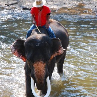 Elephant Ride through water, Thailand Color Canvas Prints