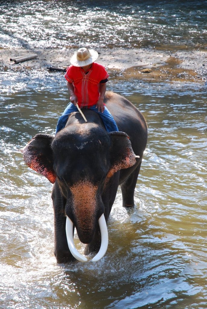 Elephant Ride through water, Thailand Color Canvas Prints
