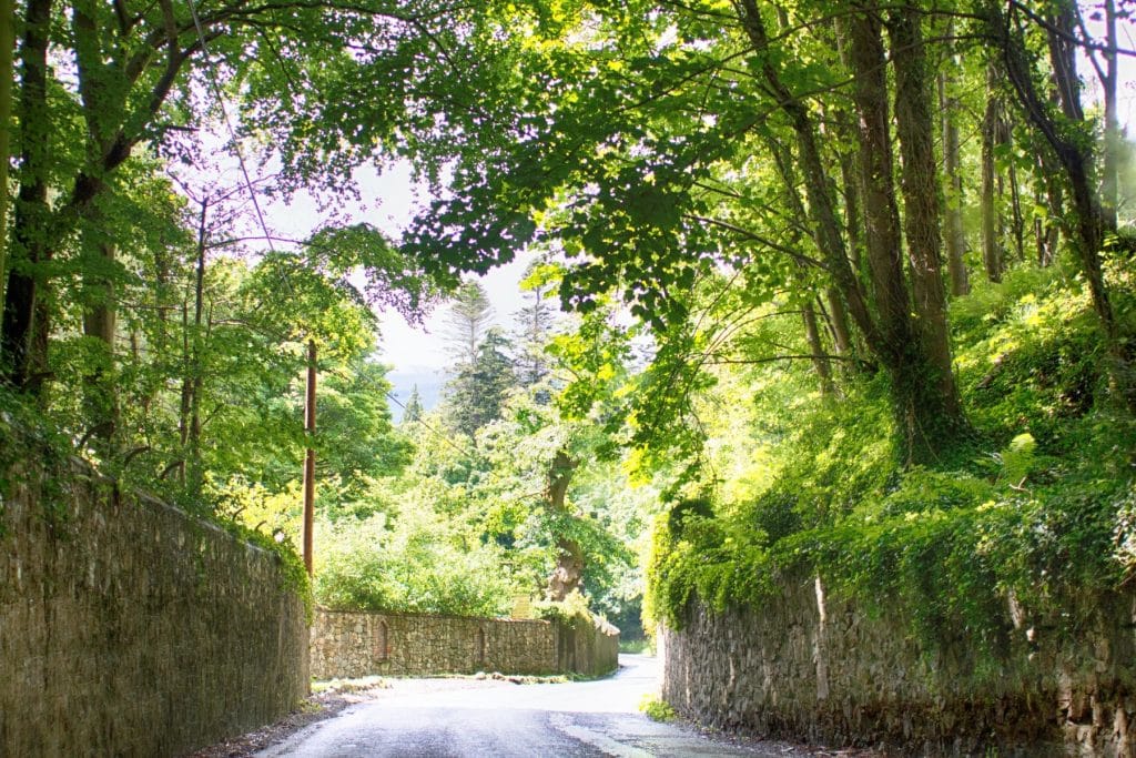 High Walls in Nature's Embrace, Ireland East Color Photography