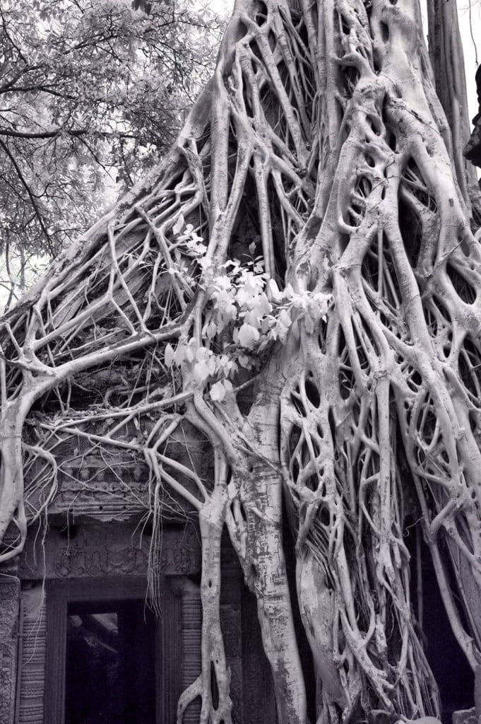Temple Door in Tree Roots, Cambodia Canvas Art Prints