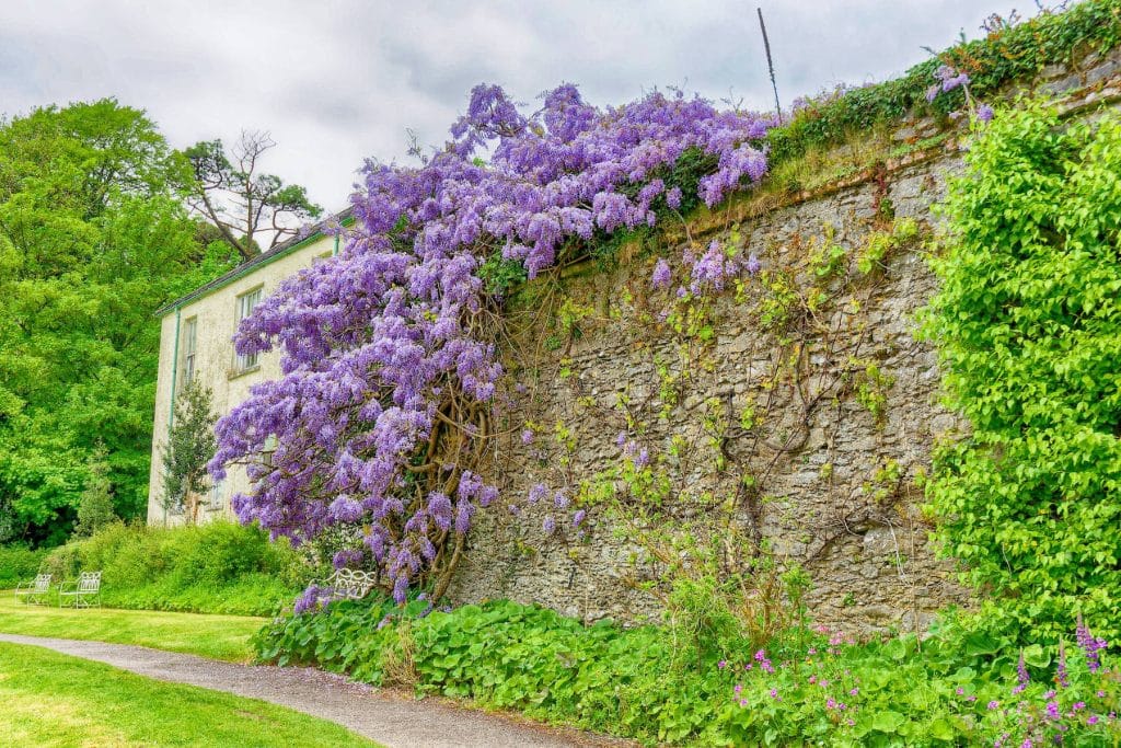 The Lavender Wall of Time