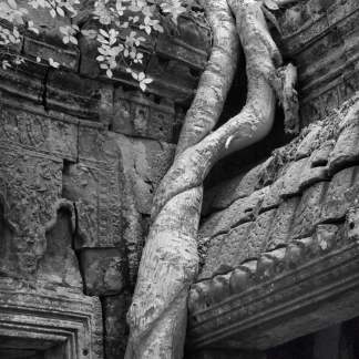 Tree at Temple Door, Cambodia Canvas Art Prints