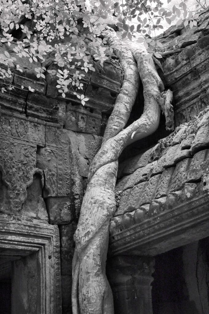 Tree at Temple Door
