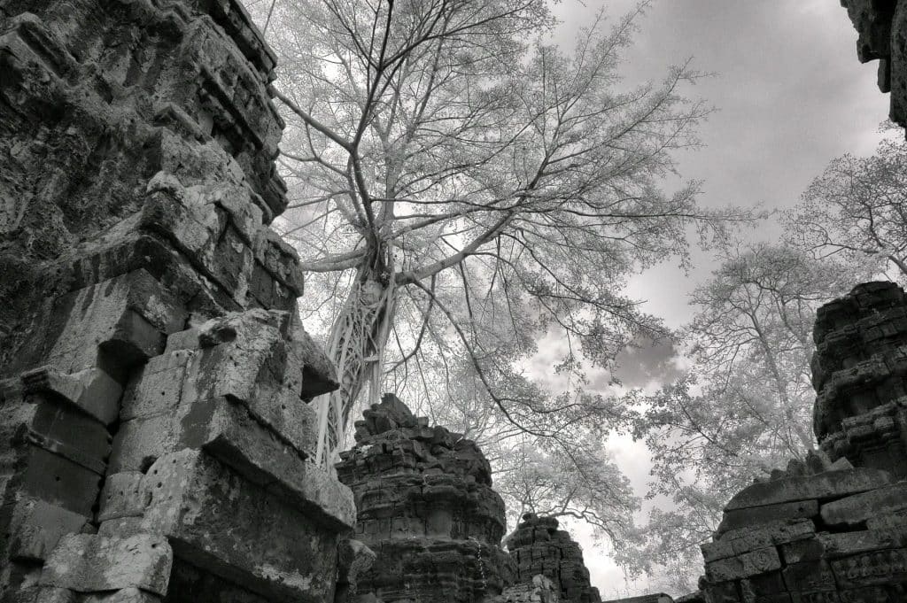 Trees, Temples, Sky.